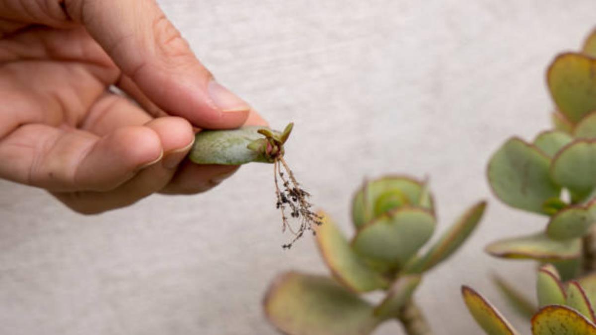 El momento del año donde debes podar tu árbol de jade para que crezca fuerte y frondoso